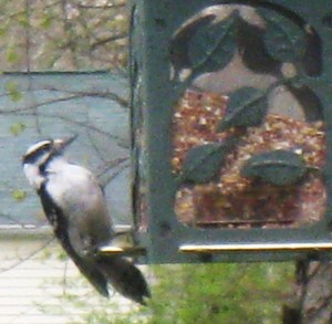 Spring bird