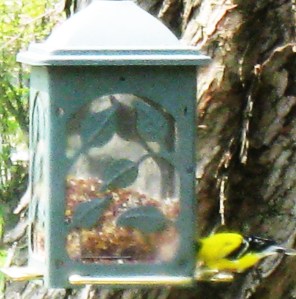 Spring goldfinch
