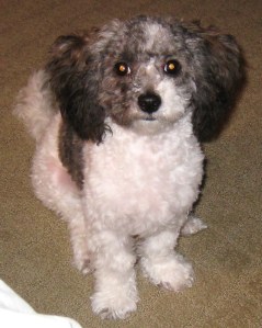 Daisy