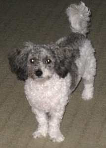 Daisy 3.11 3