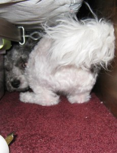 Daisy's under bed twist