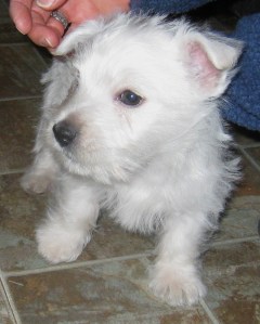 Oliver Marcello