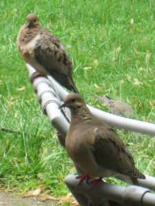 mourning doves