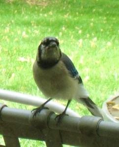 blue jay