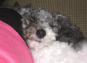 Daisy