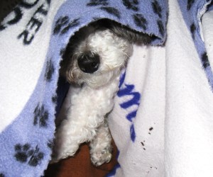 Daisy peekaboo 2