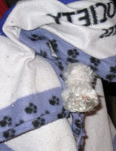 Daisy peekaboo 3
