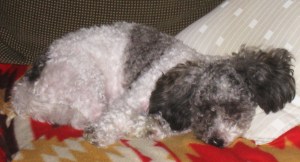 Daisy's pillow nap