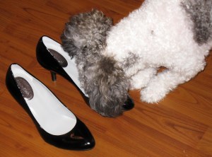 Daisy's shoe topple