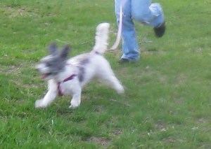 Daisy's spring romp