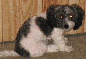 Daisy
