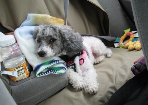 Lots of time to catch up on my naps back here!