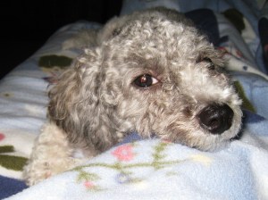Daisy's sleepy face