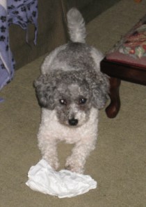 Daisy and bag