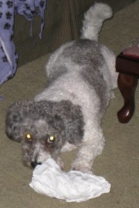 Daisy and bag