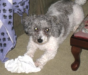 Daisy and bag
