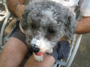 Daisy with sticker