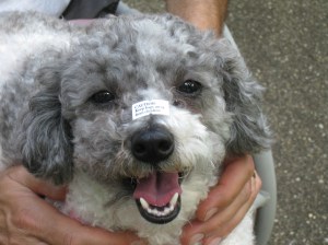 Daisy with sticker