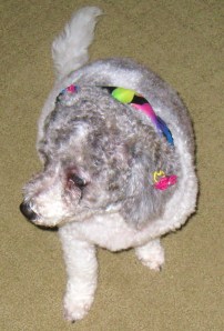 Daisy professionally groomed