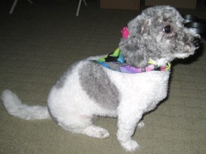 Daisy professionally groomed