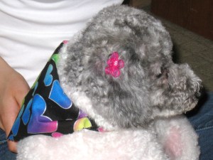 Daisy professionally groomed