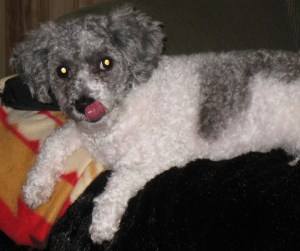 There's no evidence! I'm innocent, I tell you! ::lick lick::