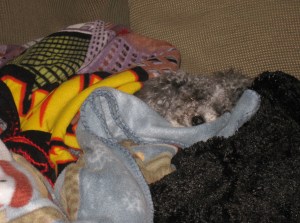 Find the puppy!