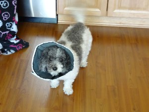 Do I really have to wear this thing again?!