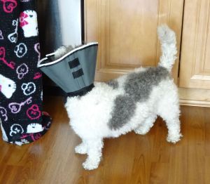 Just drop a carrot slice down here, I have a great funnel system to catch all food!