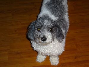 With my hair overgrown and my ears trimmed but still greasy, I look out of balance - my head looks too small for my fluffy, overgrown body! I look like one of those "square sheep" in Americana paintings!