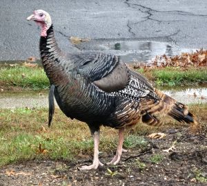 Walking to and fro, surveying his buffet while nibbling.