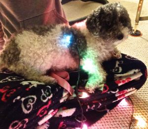 I love how the color from the lights spreads through her white fur, just like snow-covered outdoor lights!