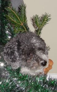 ....and Daisy's impression of a canine reindeer!