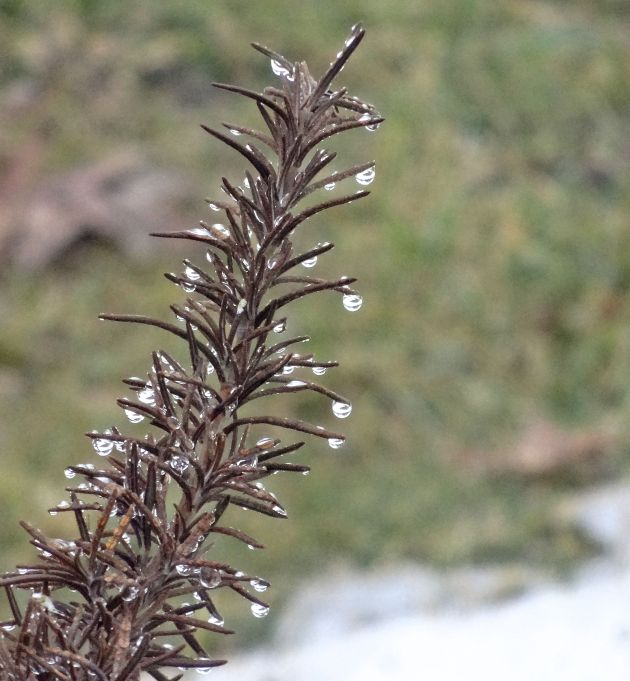 Our rosemary plant thawing out. Love those droplets!