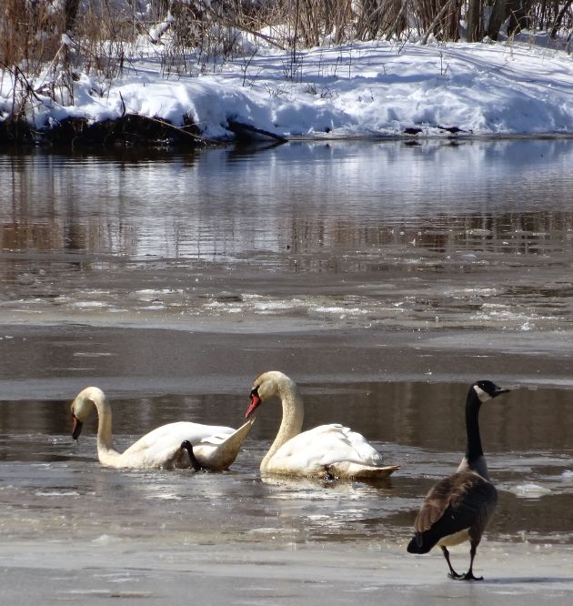 swans 5