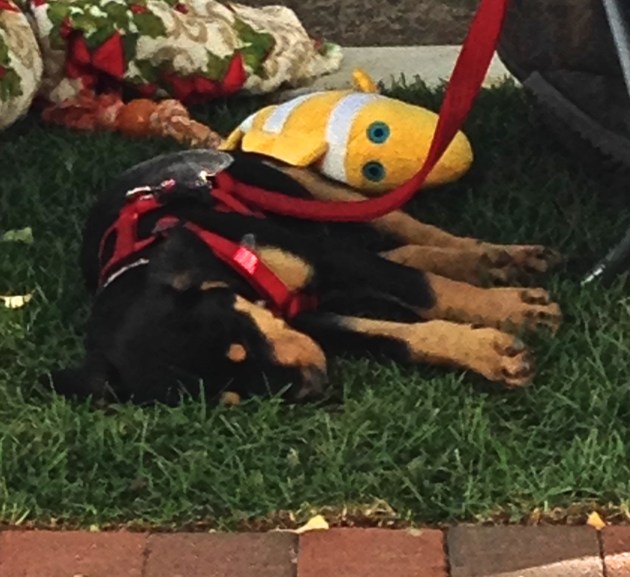 pooped pup