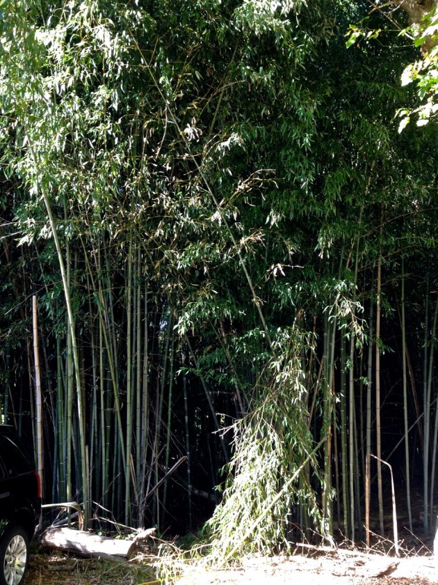 bamboo forest