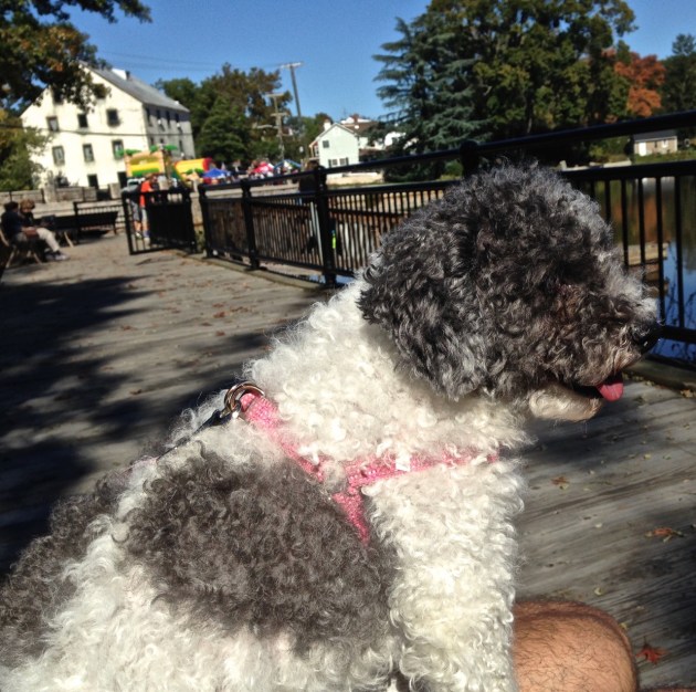 One happy pup at our lakeside break.