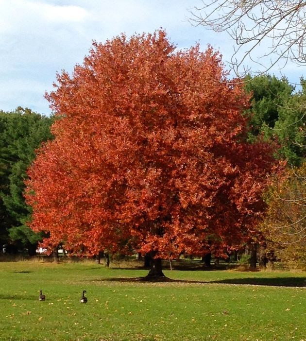 autumn tree red