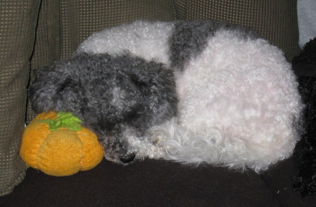 I look innocent when I'm cuddling with my pumpkin, Jack. But I'm really hiding vampire fangs...