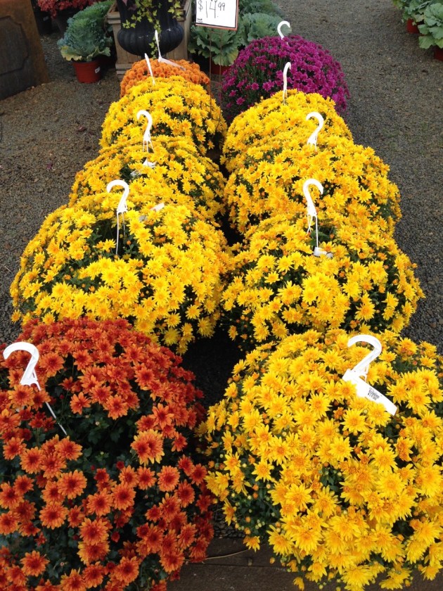 mums in bloom
