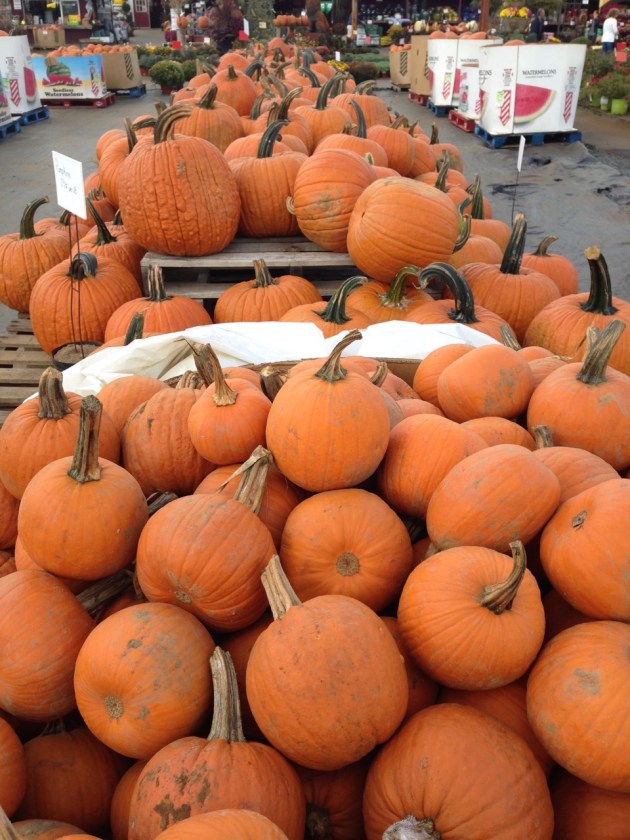 pumpkins at farm