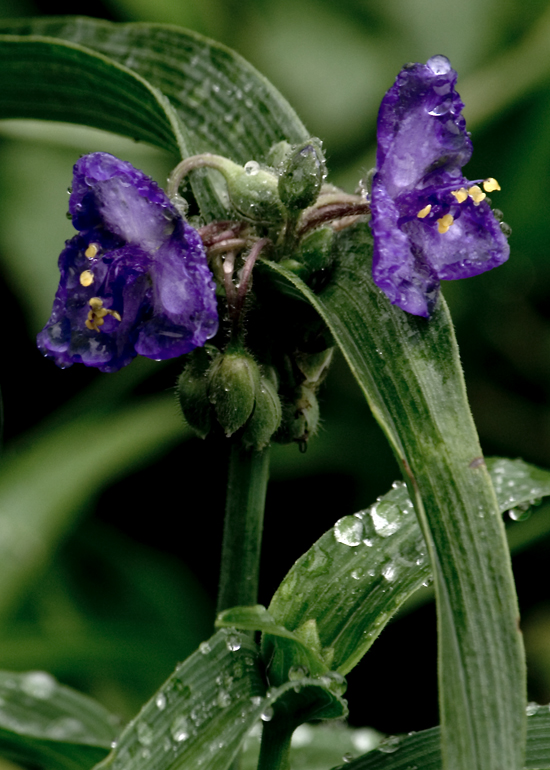 littlepurple