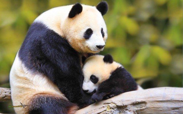 cute-baby-panda-wallpaper-wallpaper-1
