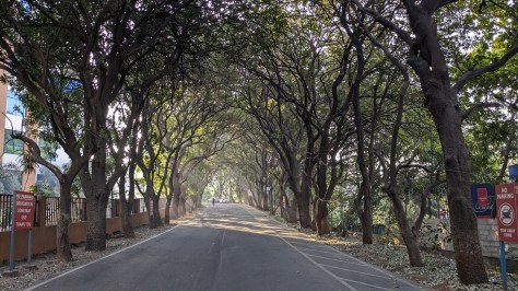 Crisscrossing trees. Nature's poetry
