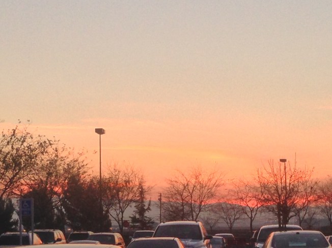 Cars, trees