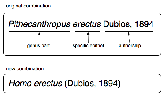 TERMINOLOGY