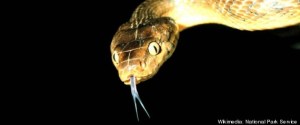 SNAKES-GUAM