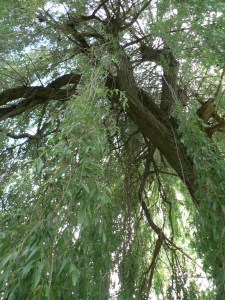 Willow Tree - Willow Spirit