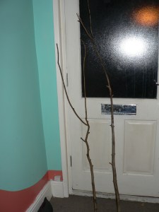 My Willow Find